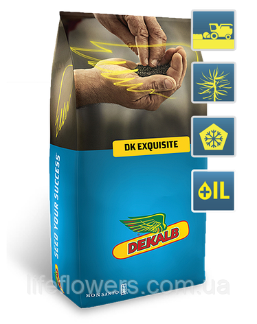 DK Exqusite (ДК Ексквізит), фото 1