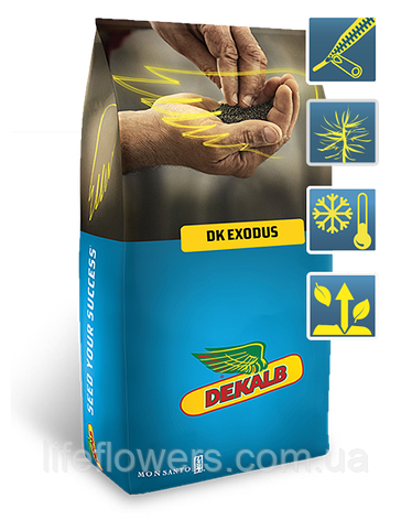 DK Exodus new (ДК Ексодус), фото 1