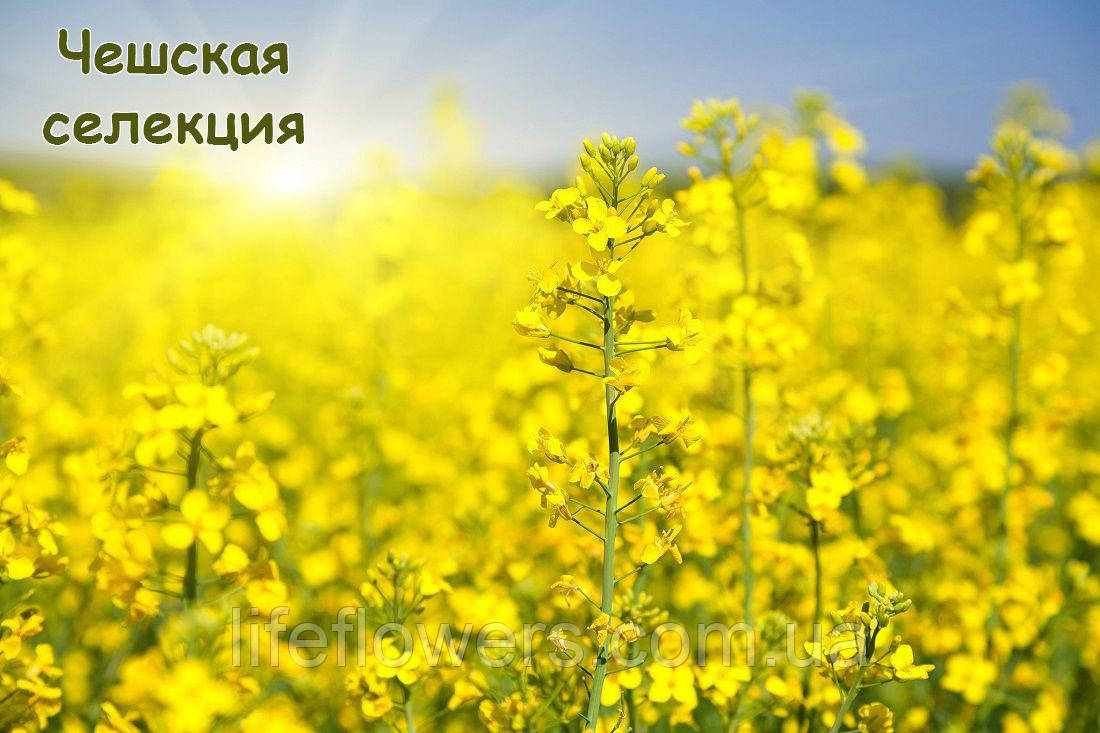 Моравія (гібрид)