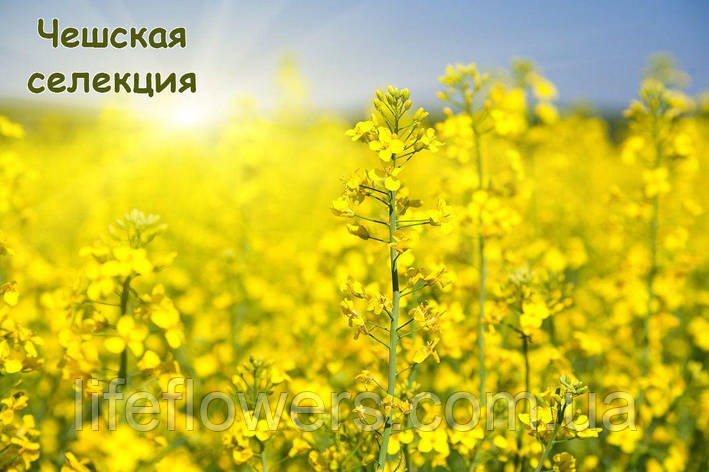 Тахов (гібрид), фото 1