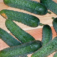 Насіння огірка Меренга F1 (250 нас.) Semenis