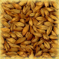 Солод пивоварний Wheat (пшеничний)