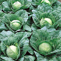 Насіння капусти б/к Пандіон F1 (2500 нас.) Semenis