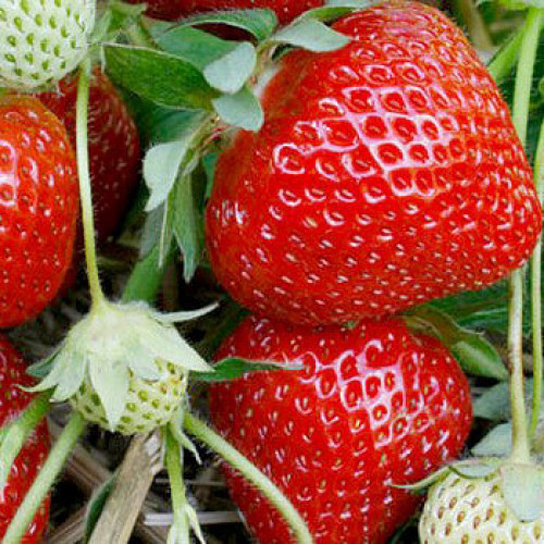 Полуниця " Фенелла " пізня, фото 1