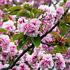 Саджанці Мигдалю трилопатевого, або Луізеанія трилопатева (Prunus triloba), фото 3