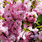 Саджанці Мигдалю трилопатевого, або Луізеанія трилопатева (Prunus triloba), фото 2