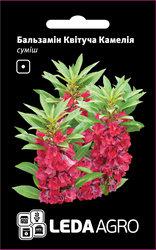 Насіння бальзаміну Квітуча Камелія, 0,5 гр., махровий, суміш