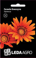 Насіння газанії Промеза, 5 шт., блискуча