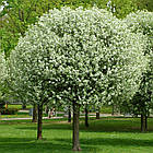 Саджанці Вишні кулястої «Умбракуліфера» (Prunus cerasus umbraculifera), фото 2