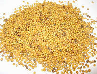 Семена горчицы желтой на сидерат активно оздоравливает почву мот грибковых инфекций, упаковка от 1 кг