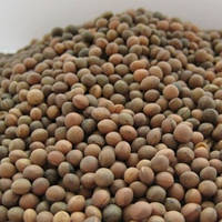 Семена гороха Пелюшка на сидерат ценится за скороспелость улучшает структуру почвы, упаковка 1 кг