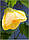 Абутилон Кімнатний Клен суміш ефектний компактний невибагливий чагарник Abutilon, паковання 0,1 г, фото 10