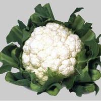 Насіння кольорової капусти Уайт Ексел F1 (1000 сем.) Sakata