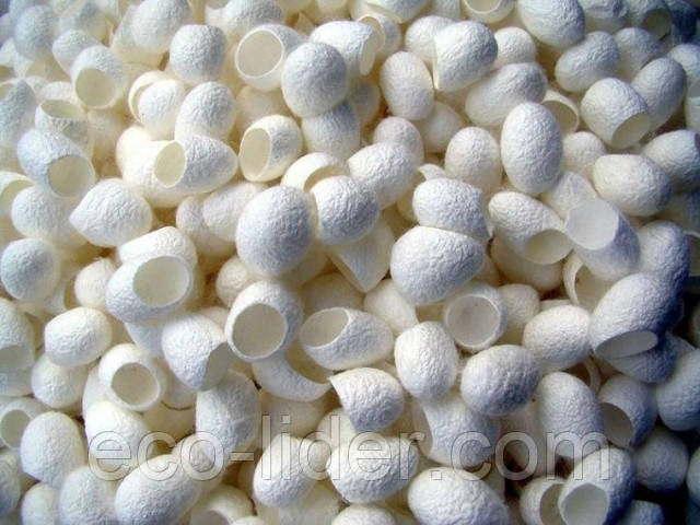 Кокони тутового шовкопряда очищені (10шт.), фото 1