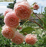 Троянда William Morris (Уільям Морріс), фото 2
