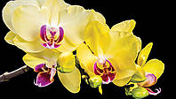3 д фото обои в гостиную цветы 368x254 см Желтые орхидеи на черном фоне (1343P8)+клей