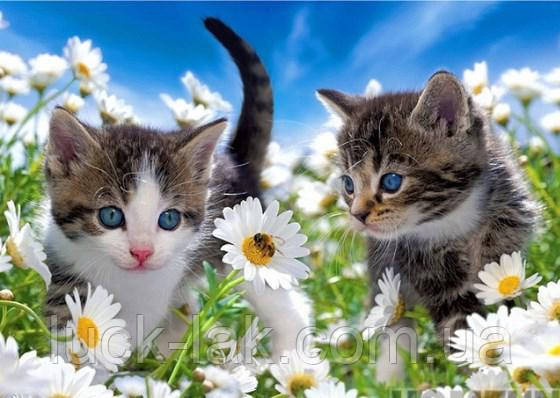 Алмазна вишивка котики в ромашках, квадратні стрази, повна викладка, фото 1