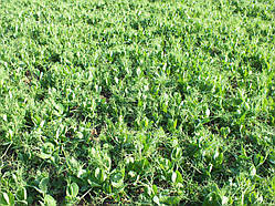 Горох озимовий НС Мороз