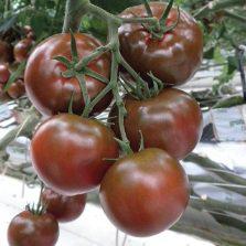 Насіння томату Сашер F1 (100 сем.) Yuksel seeds