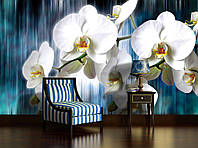 3D фото обои цветы 368х254 см Белые орхидеи на синем полосатом фоне (1668P8)+клей