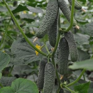 Насіння огірка Ратник F1 (500 нас.) Yuksel seeds