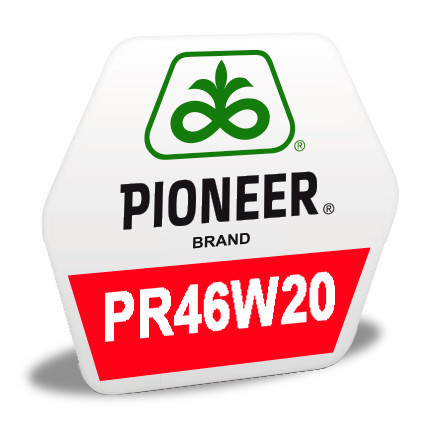 Насіння озимого ріпаку PR46W20 Pioneer | ПР46В20 Піонер®