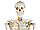 Скелет анатомічна модель 181 см 200 пензлик, фото 2