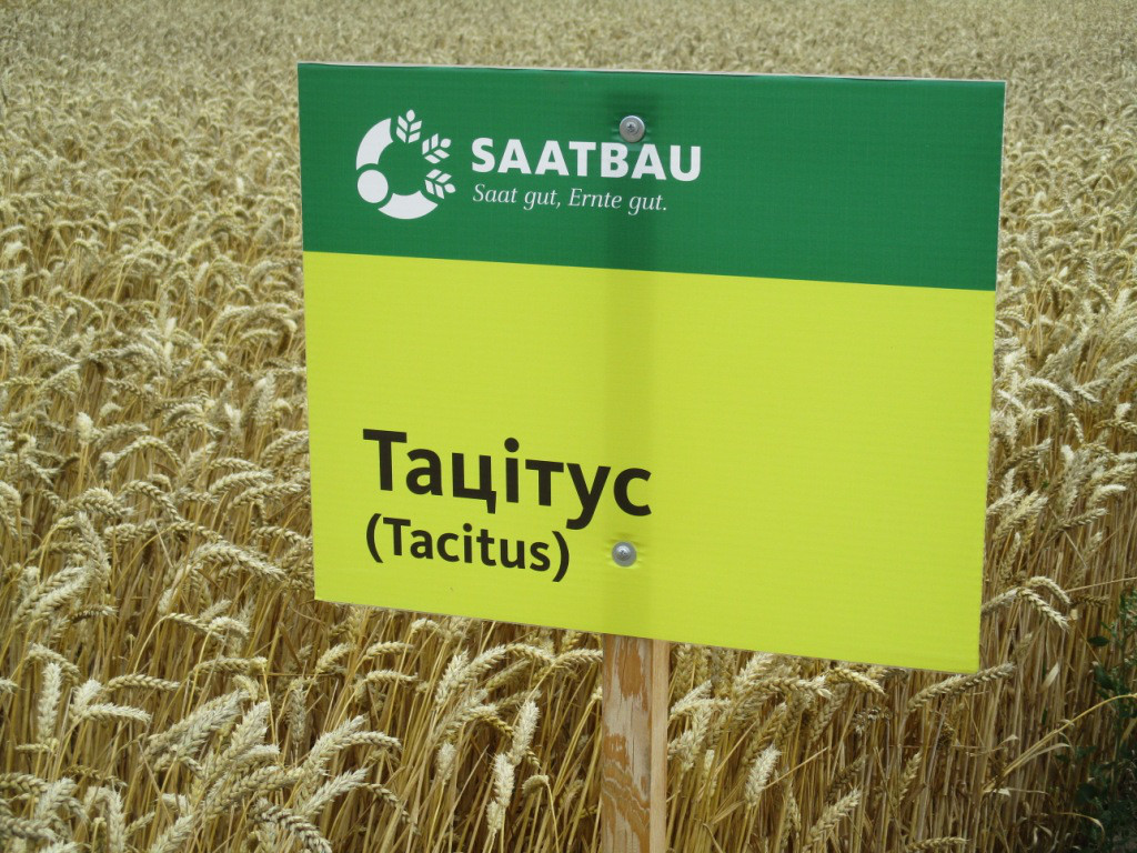Насіння пшениці позимої Тацітаус (Австрія) 1-я репродукція