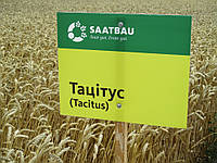 Насіння пшениці позимої Тацітаус (Австрія) 1-я репродукція