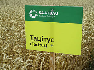 Насіння пшениці позимої Тацітаус (Австрія) 1-я репродукція, фото 1