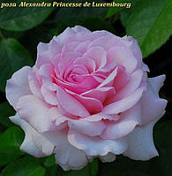 Роза Alexandra Princesse de Luxembourg (Олександра Принцес де Люксембург)