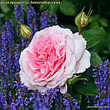 Роза Alexandra Princesse de Luxembourg (Олександра Принцес де Люксембург) гор 3л шраб, фото 3