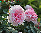 Роза Alexandra Princesse de Luxembourg (Олександра Принцес де Люксембург) гор 3л шраб, фото 4