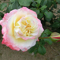 Саджанці чайно-гібридної троянди Athena (Атена)