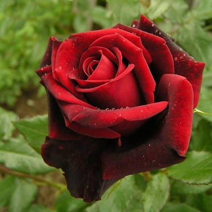 Троянда чайно-гібридна сорт Блек Меджик (Black Magic), фото 2