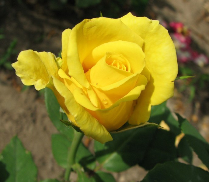 Чайно-гібридна троянда сорт Папілон (Papillon)