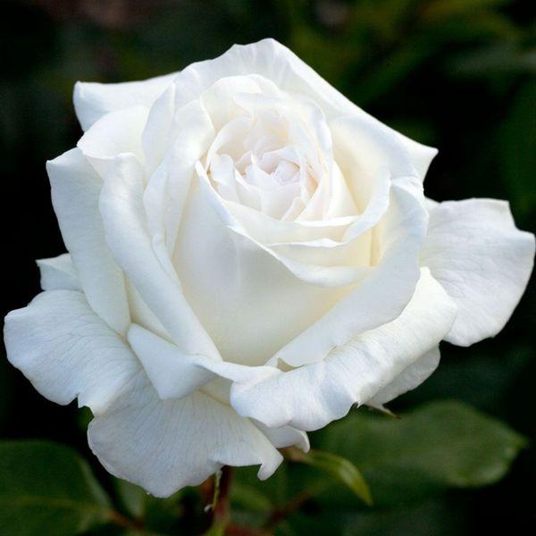 🌹 Троянда чайно-гібридна Полар Стар (Polar Star)