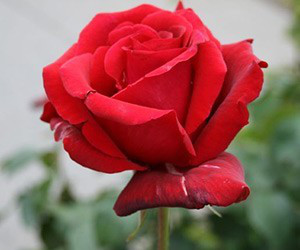 Троянди чайно-гібридна Роял Вільямс (Royal Williams)