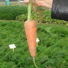 Семена моркови Карини (50 г) Bejo