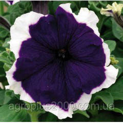 Насіння Петунія крупноквіткова Фрост F1 Blue Синя 1000 насінин Syngenta