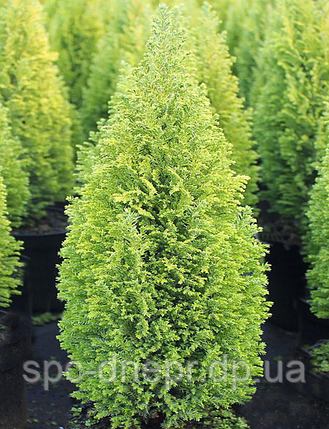 Кипарисовик Лавсона Ellwood's Gold, фото 1