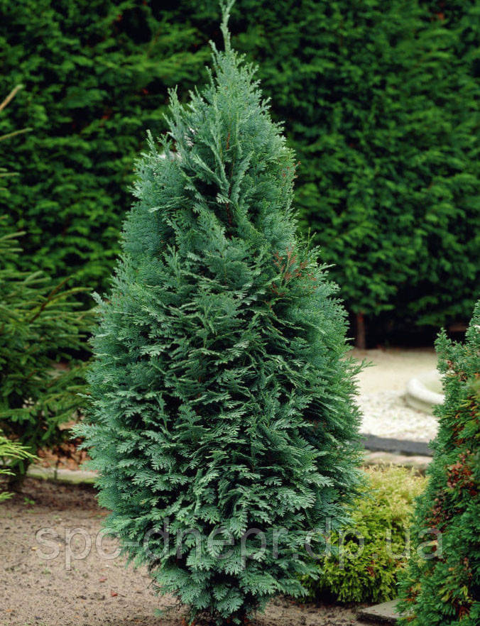Кипарисовик Лавсона Columnaris