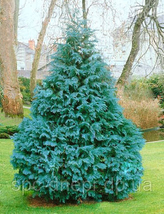 Кипарисовик Лавсона Pembury Blue, фото 2