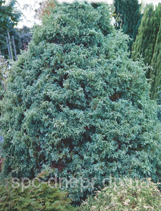 Кипарисовик горохоплідний Squarrosa, фото 1