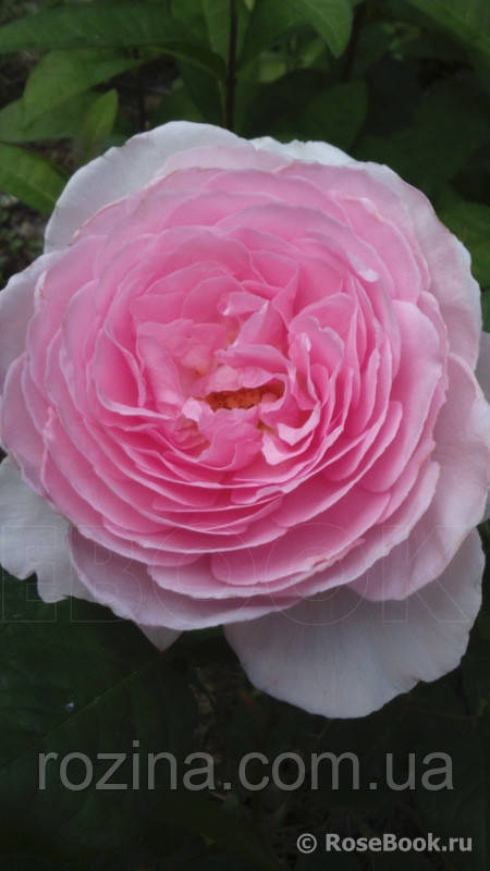 Лесби бастық және кеңседегі қызметкер