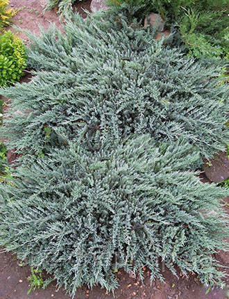 Ялівець горизонтальний Blue Chip, фото 2