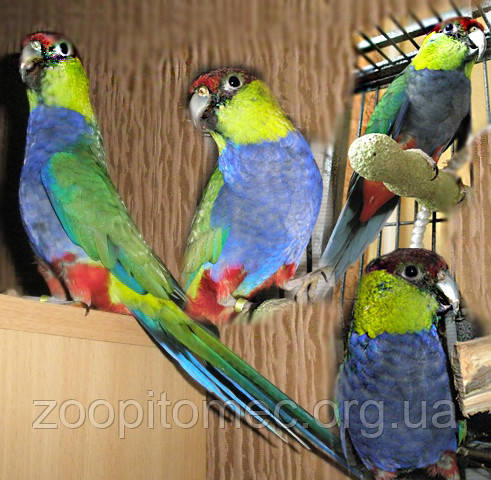Червоношапочний папуга - викормиші пташенята. Purpureicephalus spurius, фото 1