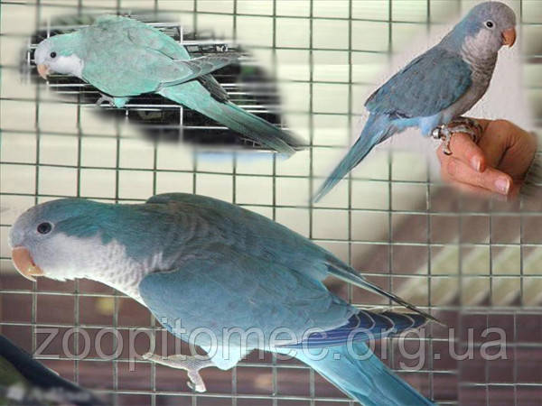 Каліта Монах папуга блакитний.Викорми.Myiopsitta monachus