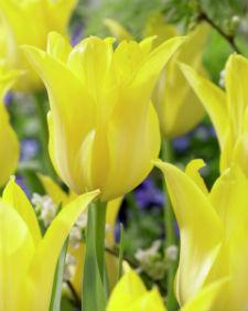 Тюльпани Лілієподібні Ballade Gold жовтий великий 10/11, фото 1