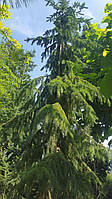 Ель сербская Picea amorica H 550, С 110